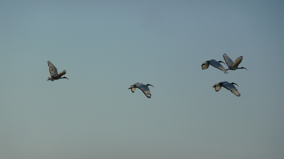 รูปถ่าย ฝรั่งเศส(France) เกรองเดอ(Guerande) นาเกลือ(Les marais salants) 2007-08 7