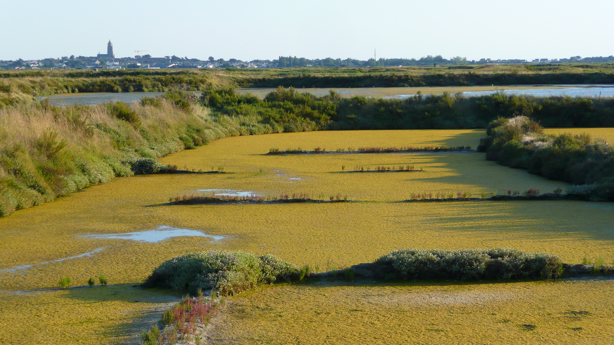 รูปถ่าย ฝรั่งเศส(France) เกรองเดอ(Guerande) นาเกลือ(Les marais salants) 2007-08 33