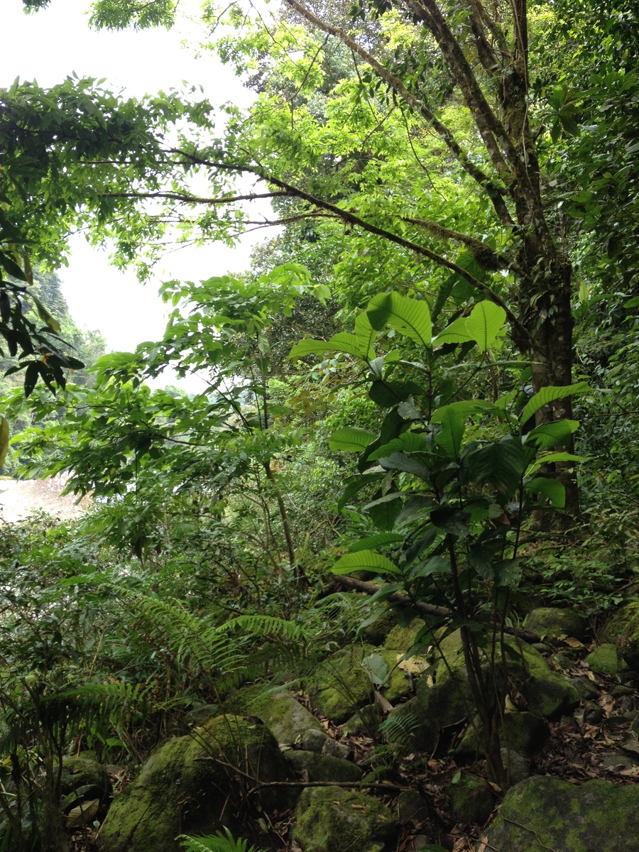 รูปถ่าย คอสตาริกา(Costa Rica) แม่น้ำปากัวเร(Pacuare River) 2015-03 44