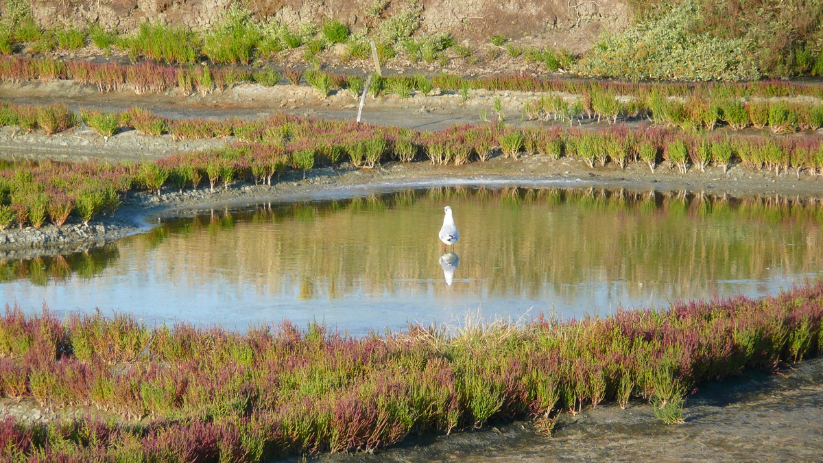 รูปถ่าย ฝรั่งเศส(France) เกรองเดอ(Guerande) นาเกลือ(Les marais salants) 2007-08 27