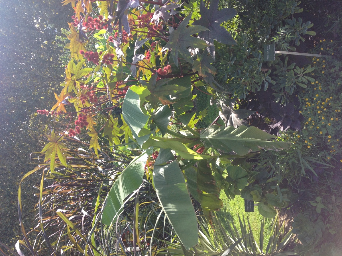 รูปถ่าย ฝรั่งเศส(France) ปารีส(Paris) สวนพันธ์ุพืช(Jardin des Plantes) 2014-09 27