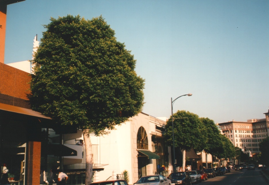 รูปถ่าย สหรัฐอเมริกา(United States) เบเวอร์ลีฮิลส์(Beverly Hills) 1992-08 2