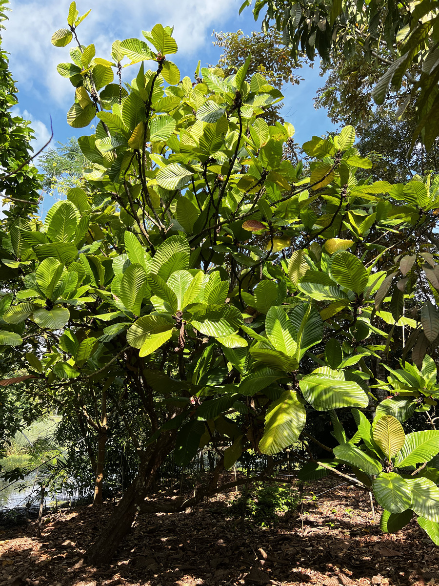 รูปถ่าย สิงคโปร์(Singapore) สวนพฤกษศาสตร์สิงคโปร์(Singapore Botanic Gardens) 2023-01 92