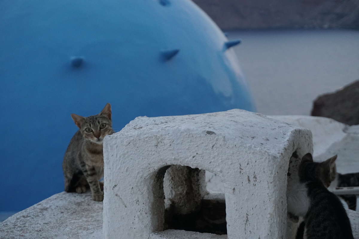 รูปถ่าย กรีก(Greece) ซานโตรินี(Santorini) บ้านถ้ำโอยา(Oia cave house) 2016-07 17