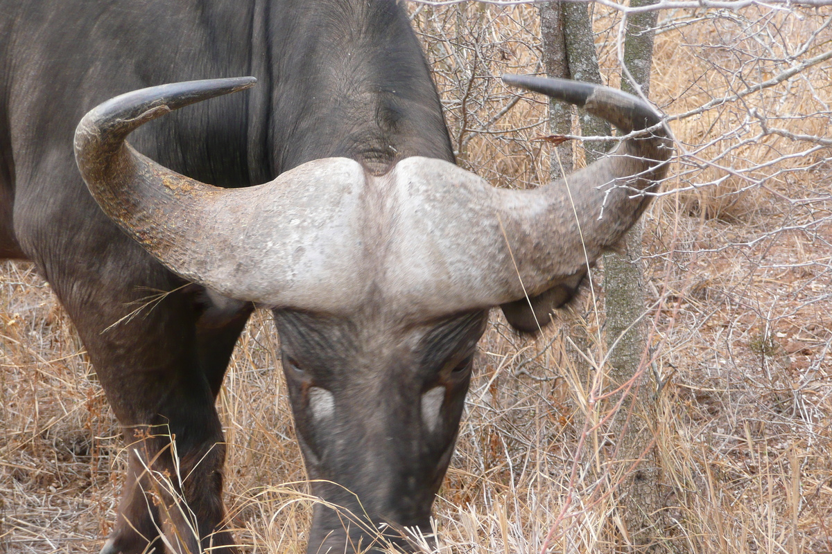 รูปถ่าย แอฟริกาใต้(South Africa) อุทยานแห่งชาติครูเกอร์(Kruger National Park) แม่น้ำซาเบิล(Sable River) 2008-09 3