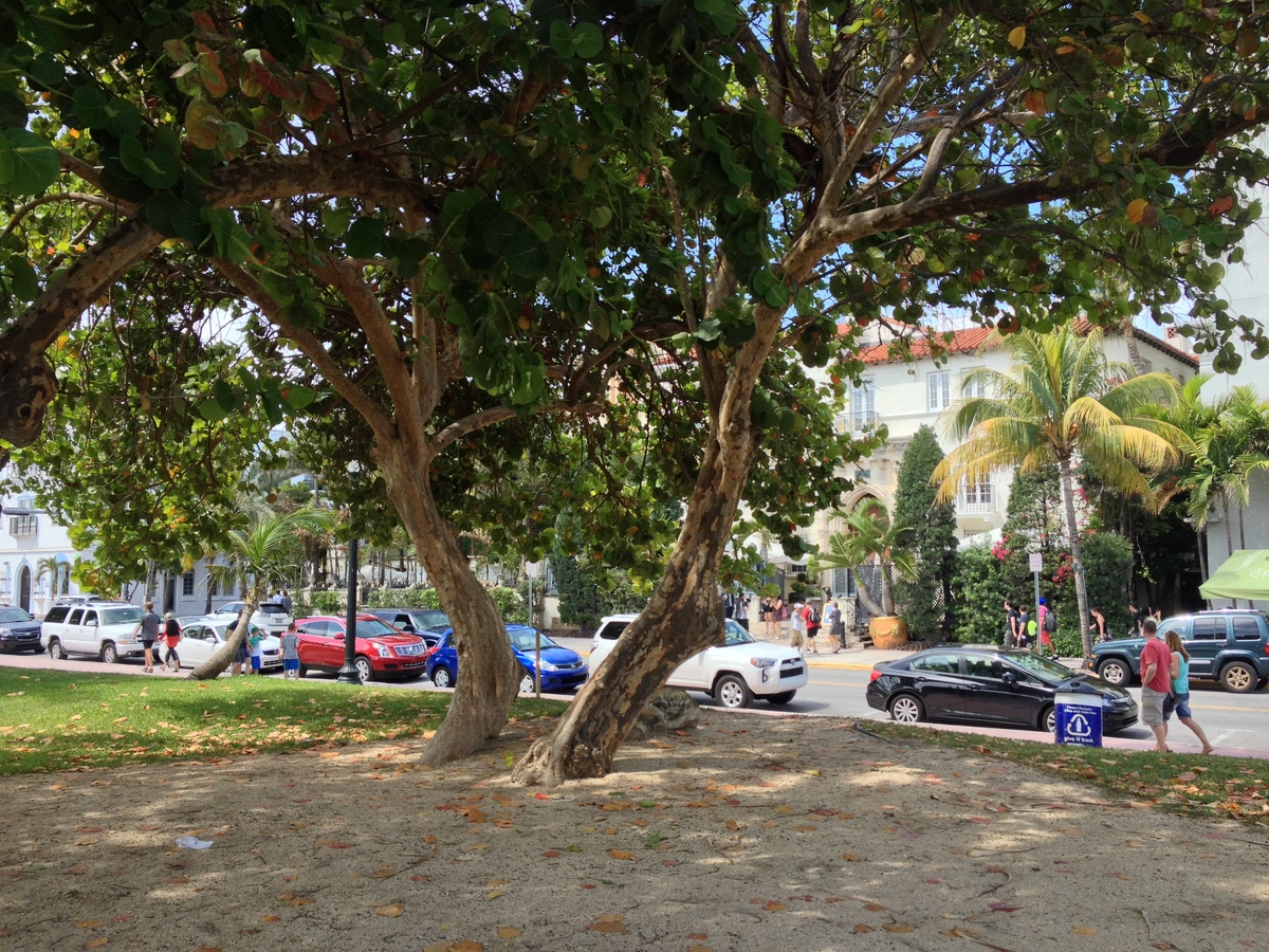 รูปถ่าย สหรัฐอเมริกา(United States) ไมแอมีบีช(Miami Beach) 2015-03 120