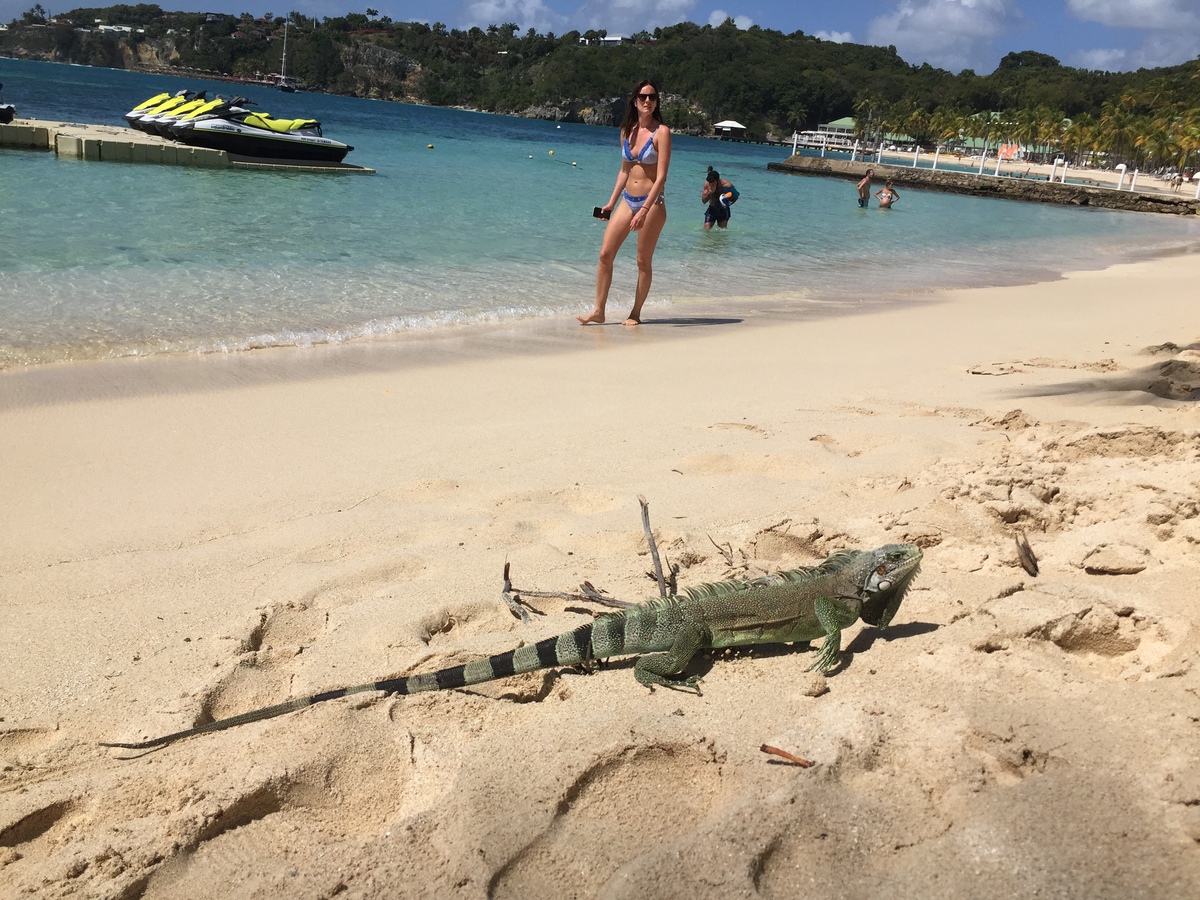 รูปถ่าย กวาเดอลูป(Guadeloupe) หาดลาการาแวล(La Caravelle Beach) 2021-02 73