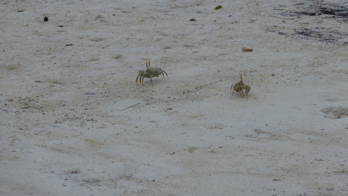 รูปถ่าย เซเชลส์(Seychelles) เกาะมาเฮ(Mahe) 2011-10 221