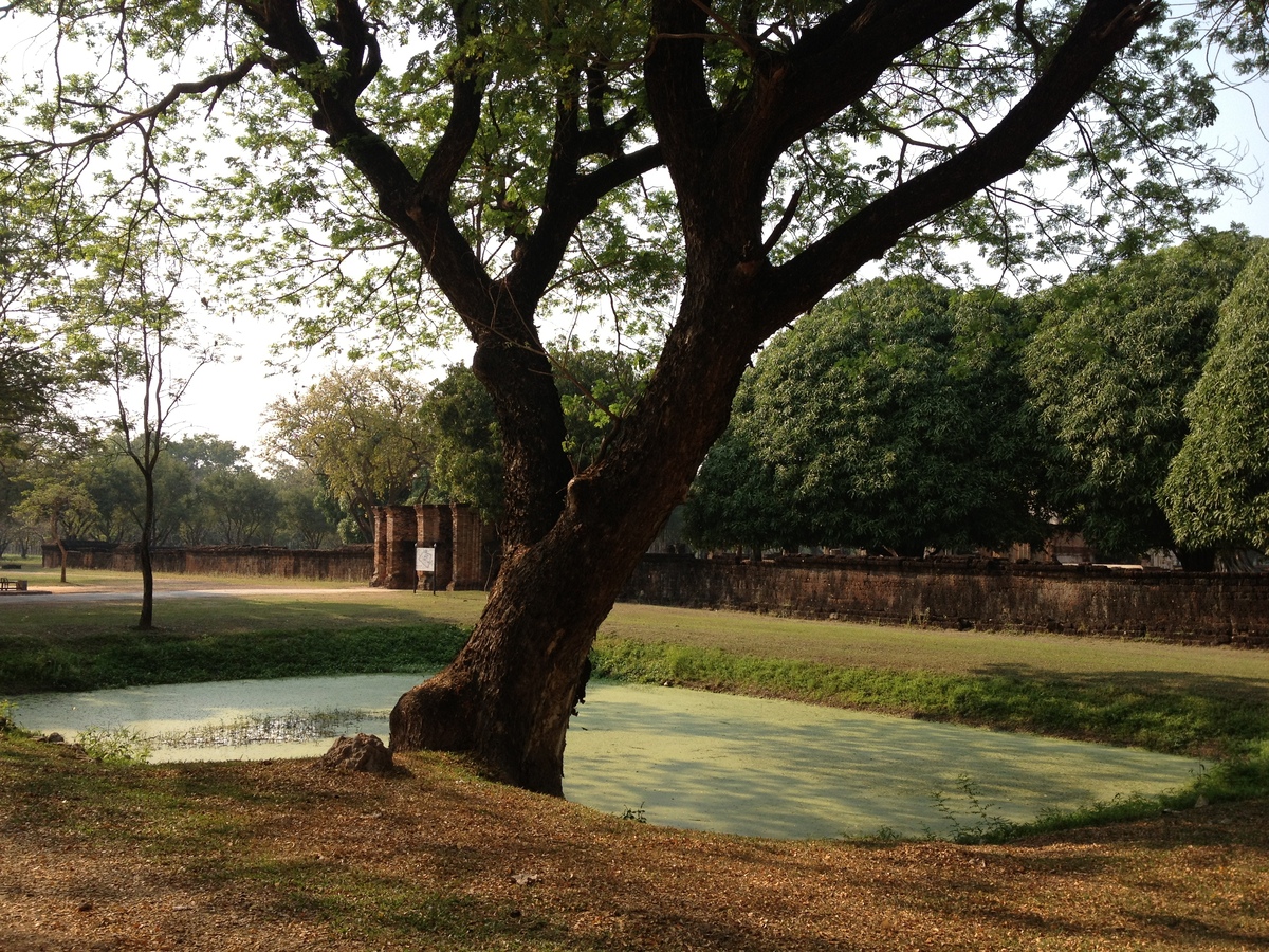 รูปถ่าย ไทย(Thailand) สุโขทัย(Sukhothai) 2014-02 29