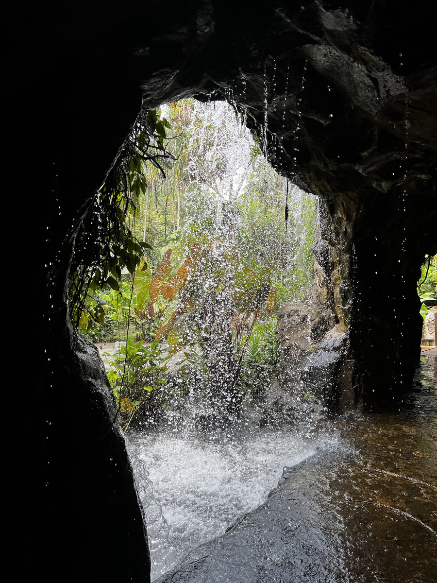 รูปถ่าย สิงคโปร์(Singapore) สวนพฤกษศาสตร์สิงคโปร์(Singapore Botanic Gardens) 2023-01 54