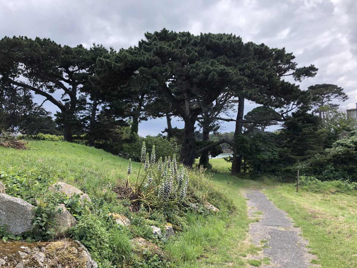 รูปถ่าย ฝรั่งเศส(France) เกาะเบรอา(Brehat Island) 2020-06 55