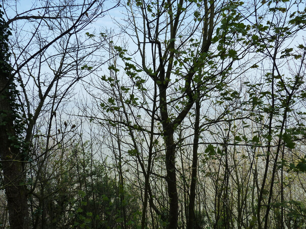 รูปถ่าย ฝรั่งเศส(France) มงแซ็งมีแชล(Mont St Michel) 2010-04 18