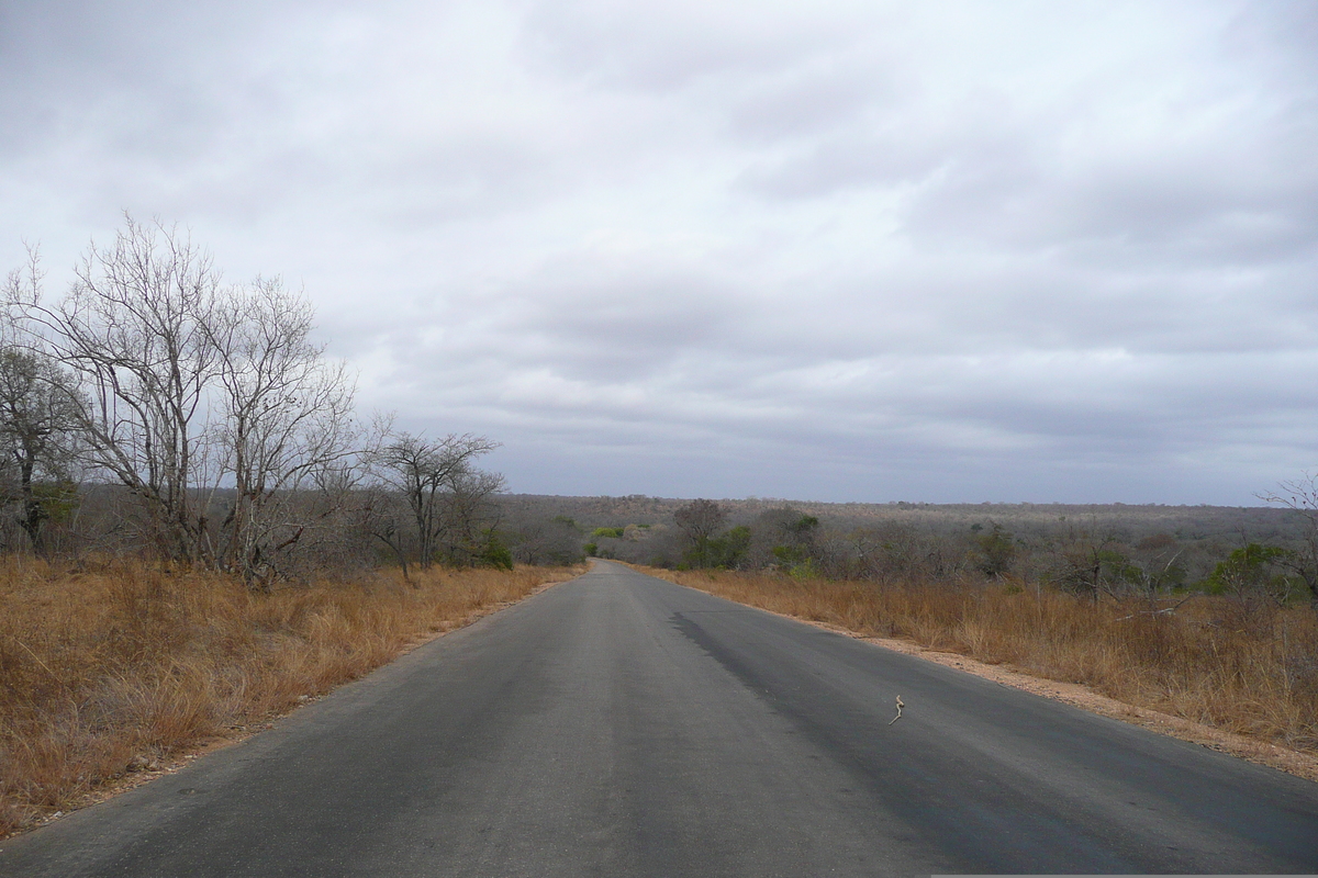 รูปถ่าย แอฟริกาใต้(South Africa) อุทยานแห่งชาติครูเกอร์(Kruger National Park) 2008-09 180