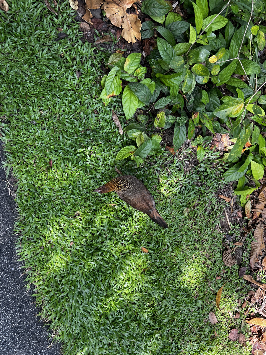 รูปถ่าย สิงคโปร์(Singapore) สวนพฤกษศาสตร์สิงคโปร์(Singapore Botanic Gardens) 2023-01 26