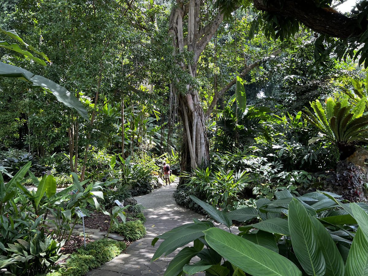 รูปถ่าย สิงคโปร์(Singapore) สวนพฤกษศาสตร์สิงคโปร์(Singapore Botanic Gardens) 2023-01 80
