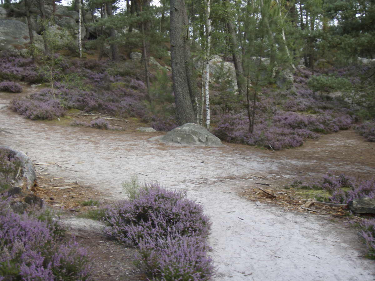 รูปถ่าย ฝรั่งเศส(France) ฟงเทนโบล(Fontainebleau) ทัวร์ป่า(Circuit des 25 bosses) 2007-08 142