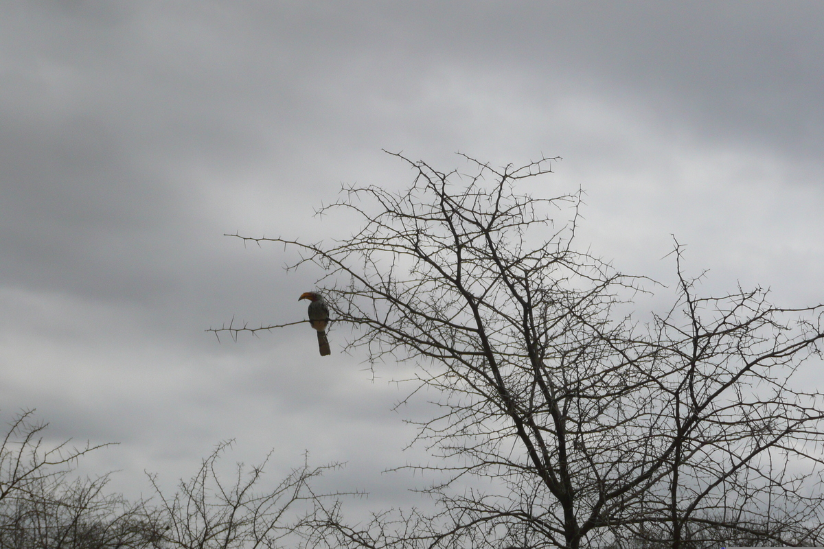 รูปถ่าย แอฟริกาใต้(South Africa) อุทยานแห่งชาติครูเกอร์(Kruger National Park) 2008-09 4
