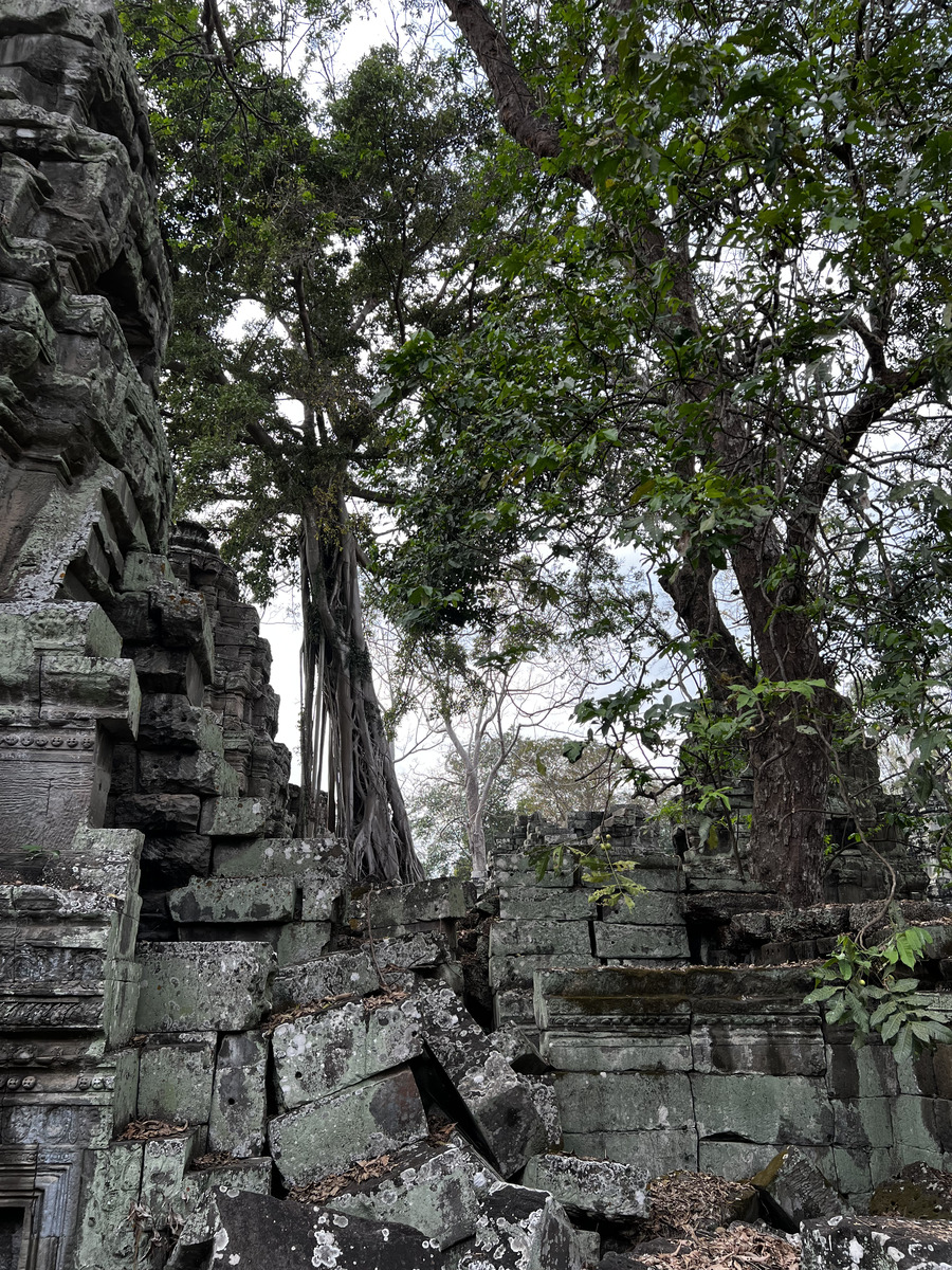 รูปถ่าย กัมพูชา(Cambodia) เสียมราฐ(Siem Reap) ปราสาทตาพรหม(Ta Prohm) 2023-01 6