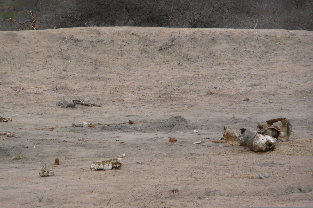 รูปถ่าย แอฟริกาใต้(South Africa) อุทยานแห่งชาติครูเกอร์(Kruger National Park) 2008-09 187