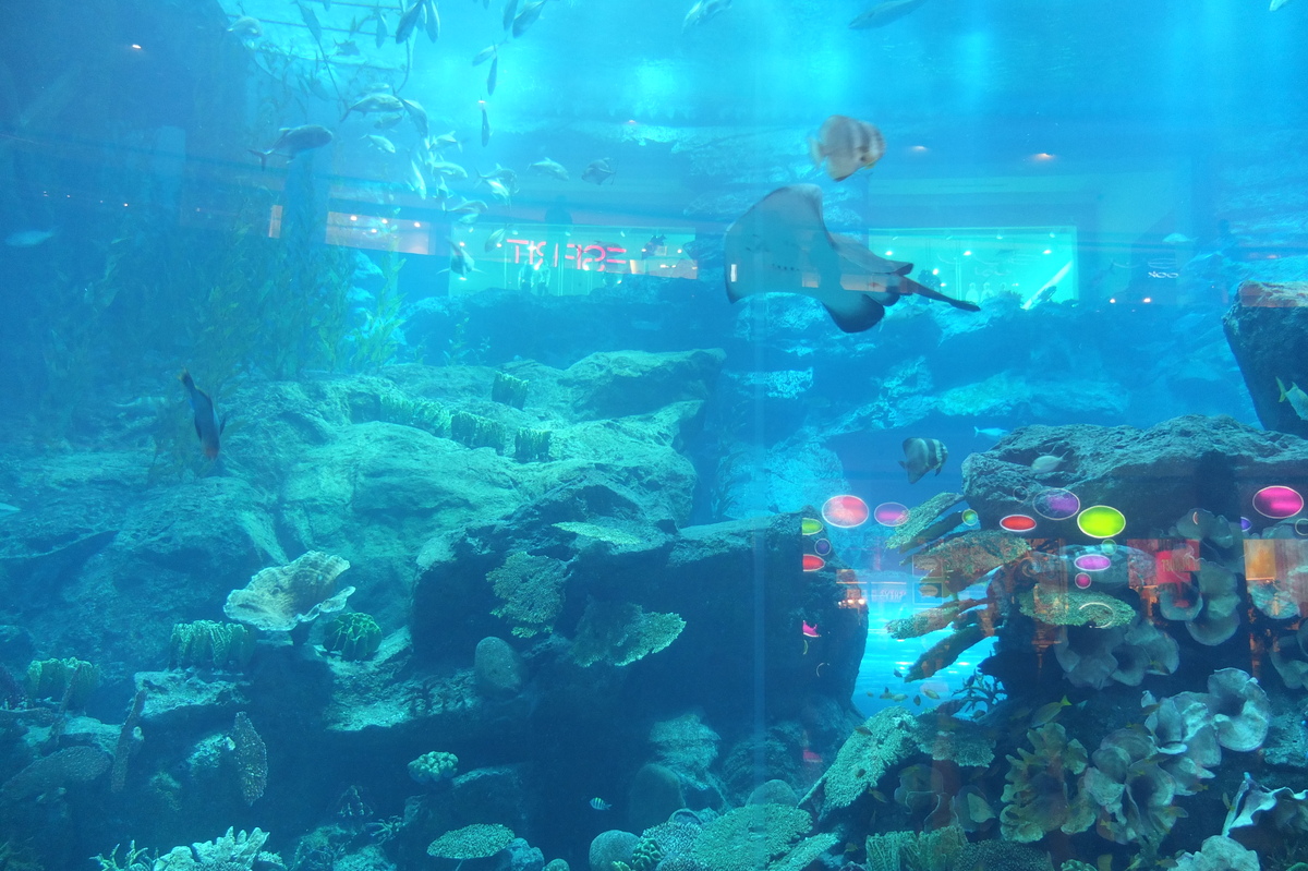 รูปถ่าย สหรัฐอาหรับเอมิเรตส์(United Arab Emirates) ดูไบ(Dubai) ดูไบมอลล์(The Dubai Mall) 2011-12 7