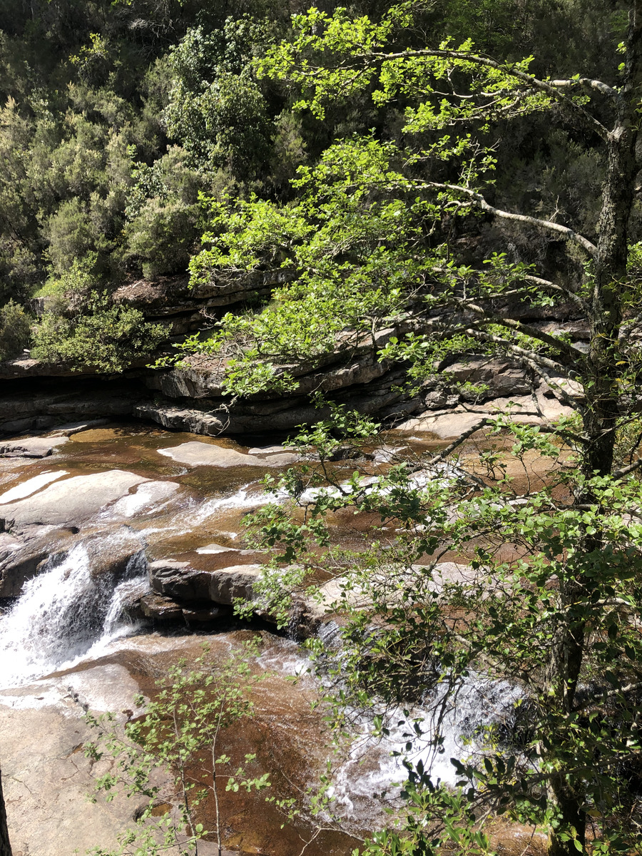 รูปถ่าย ฝรั่งเศส(France) คอร์สิคา(Corsica) ป่าไอโตเน(Aitone Forest) 2021-06 29