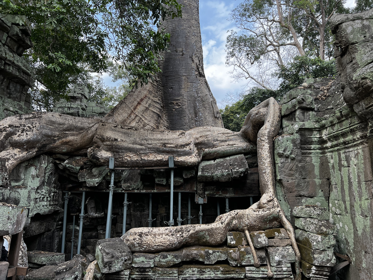 รูปถ่าย กัมพูชา(Cambodia) เสียมราฐ(Siem Reap) ปราสาทตาพรหม(Ta Prohm) 2023-01 33