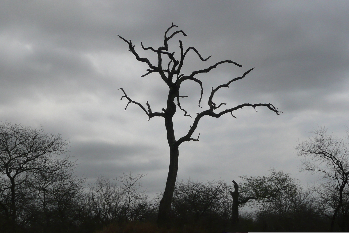 รูปถ่าย แอฟริกาใต้(South Africa) อุทยานแห่งชาติครูเกอร์(Kruger National Park) 2008-09 113