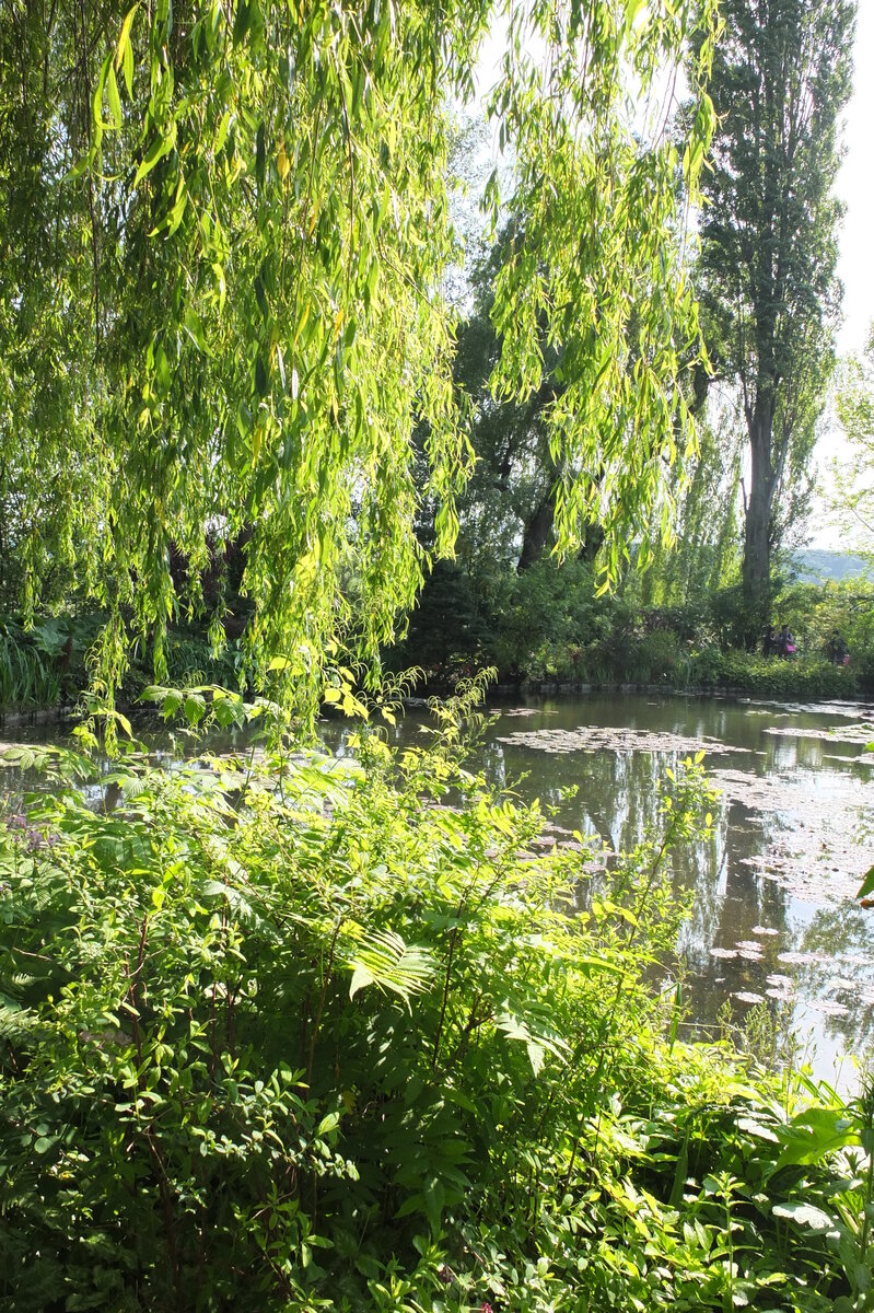 รูปถ่าย ฝรั่งเศส(France) ฌีแวร์นี(Giverny) 2013-06 76