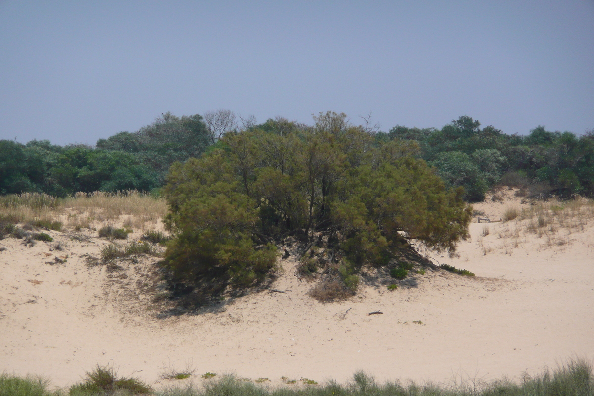 รูปถ่าย อิสราเอล(Israel) นิทซาน(Nitzan) 2007-06 94