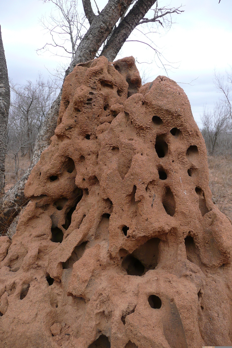 รูปถ่าย แอฟริกาใต้(South Africa) อุทยานแห่งชาติครูเกอร์(Kruger National Park) 2008-09 31