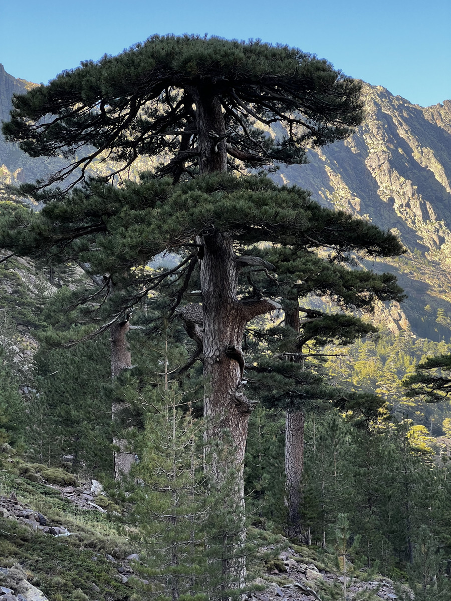 รูปถ่าย ฝรั่งเศส(France) คอร์สิคา(Corsica) ภูเขามอนเตชินโต(Monte Cinto) 2023-10 49