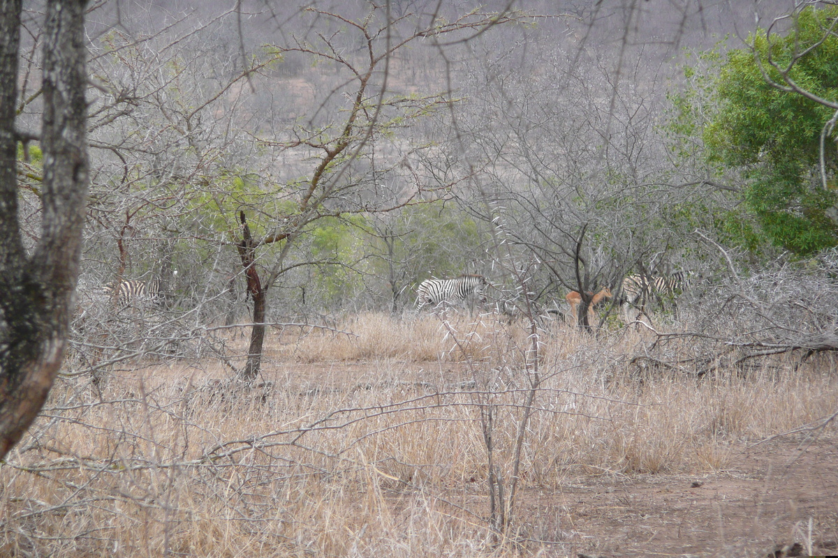 รูปถ่าย แอฟริกาใต้(South Africa) อุทยานแห่งชาติครูเกอร์(Kruger National Park) มปอนโด(Mpondo) 2008-09 11