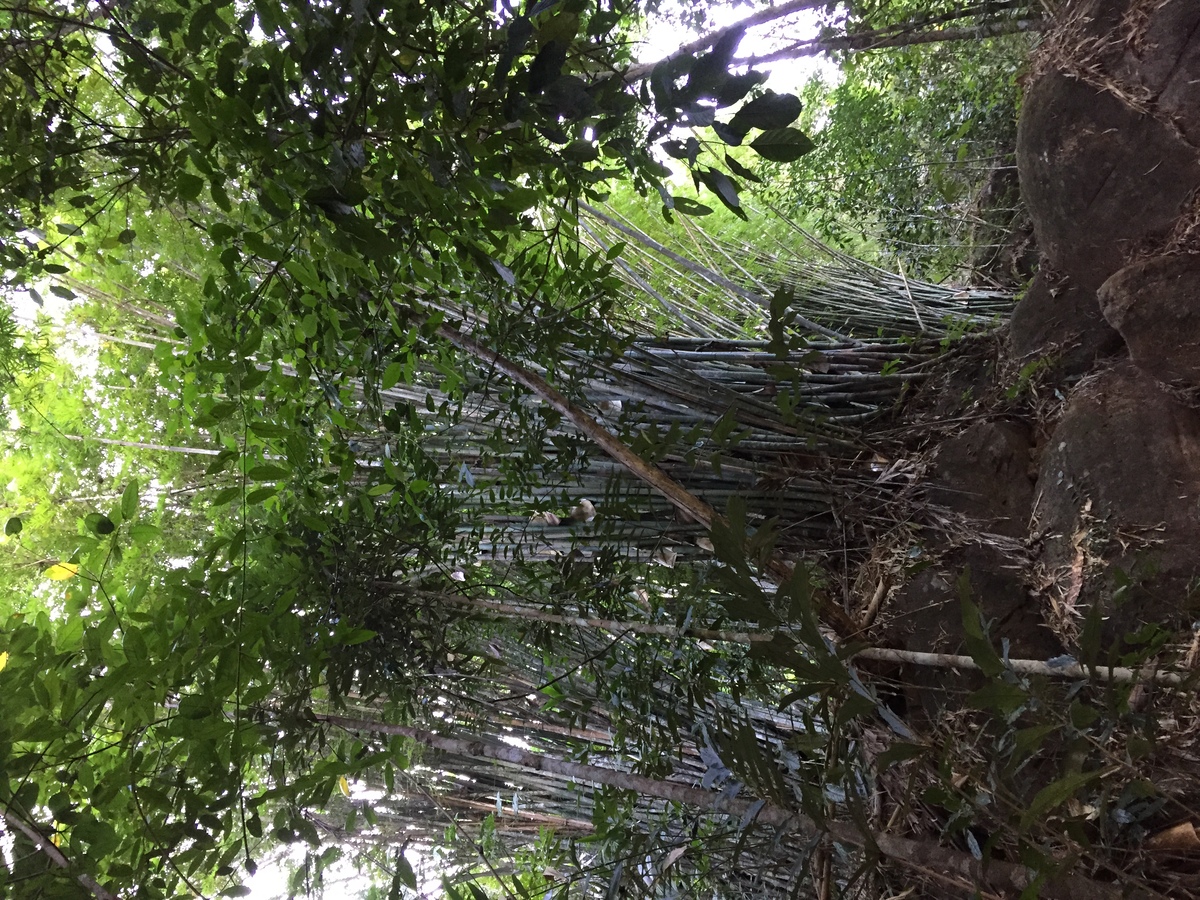 รูปถ่าย ไทย(Thailand) อุทยานแห่งชาติภูหินร่องกล้า(Phu Hin Rong Kla National Park) 2014-12 322