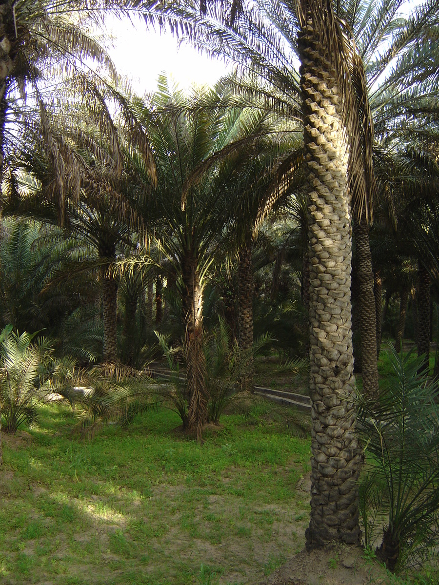 รูปถ่าย สหรัฐอาหรับเอมิเรตส์(United Arab Emirates) อาเลอิน(Al Ain) โอเอซิสอัลไอน์(Al Ain Oasis) 2005-03 11
