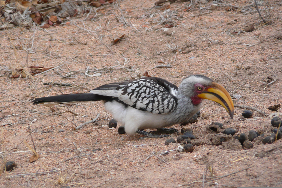 รูปถ่าย แอฟริกาใต้(South Africa) อุทยานแห่งชาติครูเกอร์(Kruger National Park) มปอนโด(Mpondo) 2008-09 36
