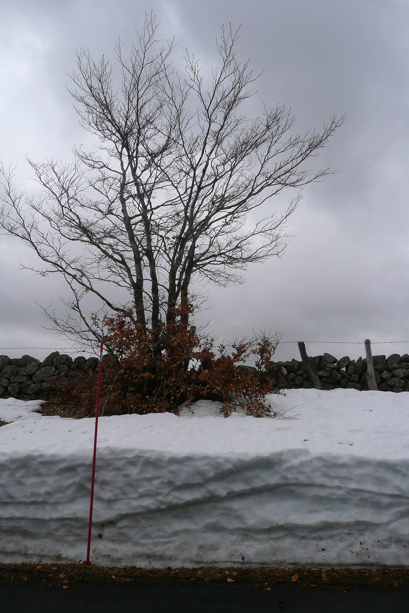 รูปถ่าย ฝรั่งเศส(France) โอบรัก(L'Aubrac) 2008-04 1