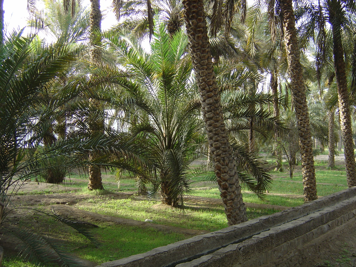 รูปถ่าย สหรัฐอาหรับเอมิเรตส์(United Arab Emirates) อาเลอิน(Al Ain) โอเอซิสอัลไอน์(Al Ain Oasis) 2005-03 10