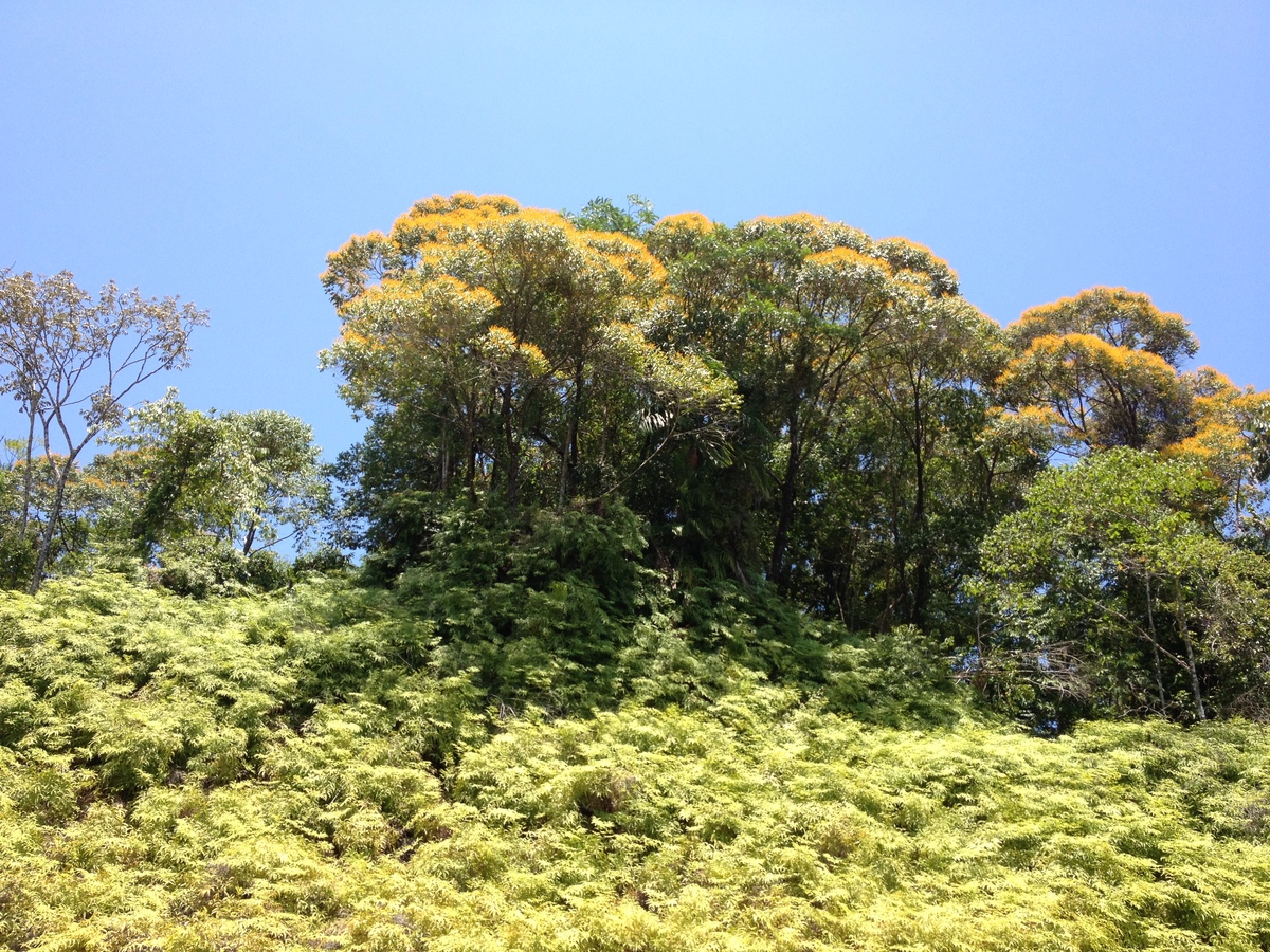 รูปถ่าย คอสตาริกา(Costa Rica) ฝั่งมหาสมุทรแปซิฟิก(Pacific Border) 2015-03 5