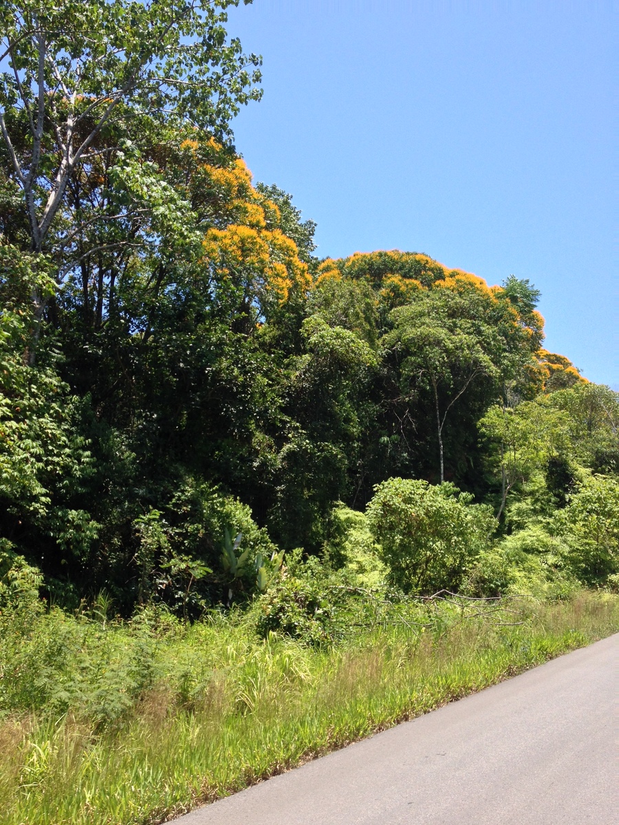 รูปถ่าย คอสตาริกา(Costa Rica) ฝั่งมหาสมุทรแปซิฟิก(Pacific Border) 2015-03 4