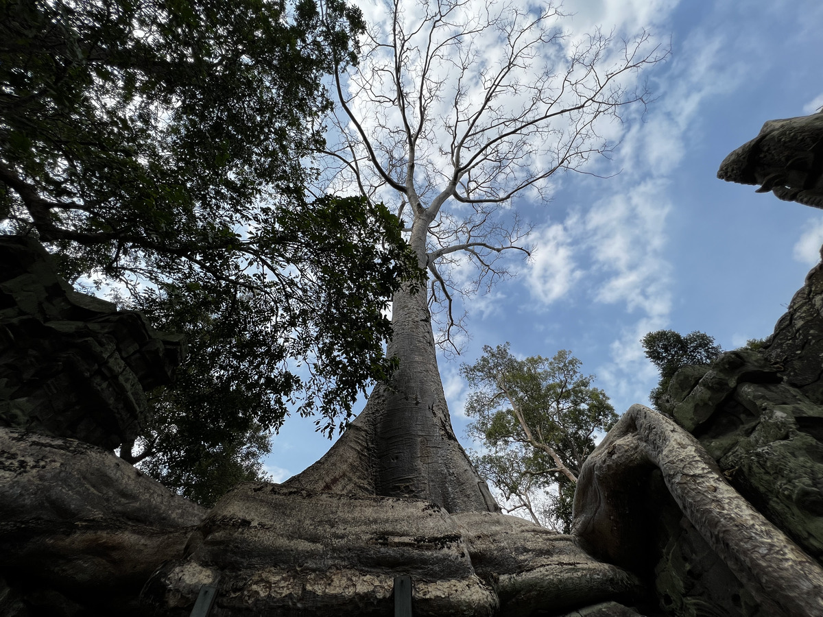 รูปถ่าย กัมพูชา(Cambodia) เสียมราฐ(Siem Reap) ปราสาทตาพรหม(Ta Prohm) 2023-01 92