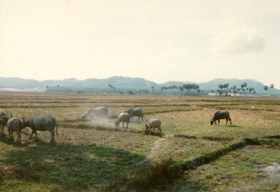 รูปถ่าย ไทย(Thailand) ภูเก็ต(Phuket) 1989-04 29