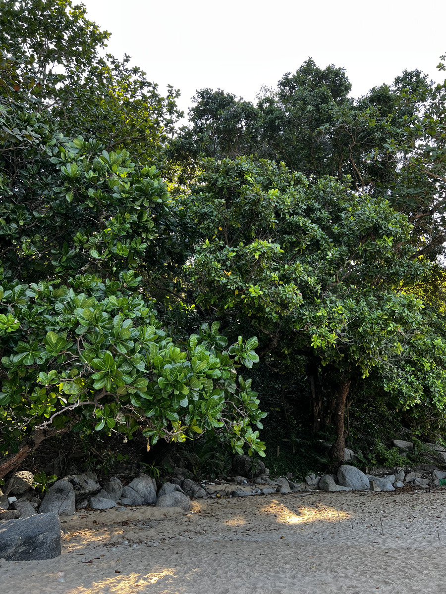 รูปถ่าย ไทย(Thailand) ภูเก็ต(Phuket) หาดแหลมสิงห์(Laem Sing Beach) 2021-12 107