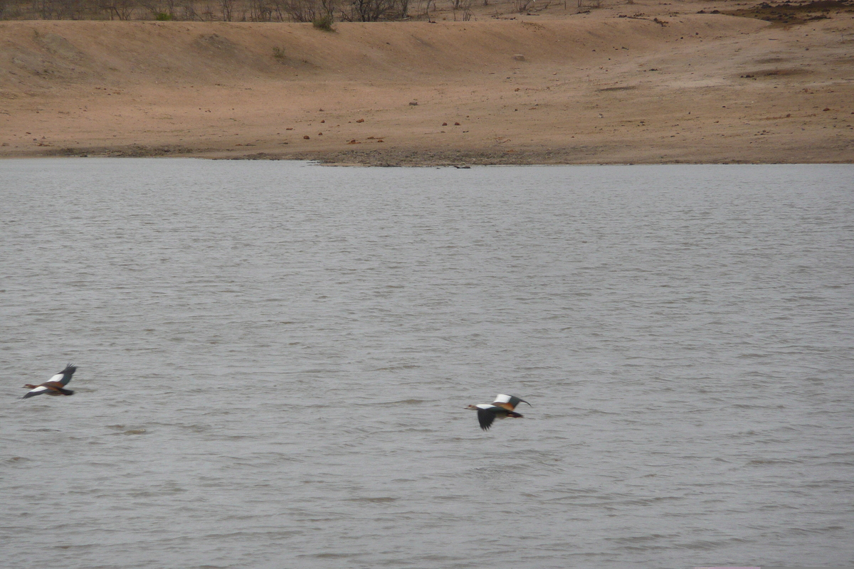 รูปถ่าย แอฟริกาใต้(South Africa) อุทยานแห่งชาติครูเกอร์(Kruger National Park) มปอนโด(Mpondo) 2008-09 38