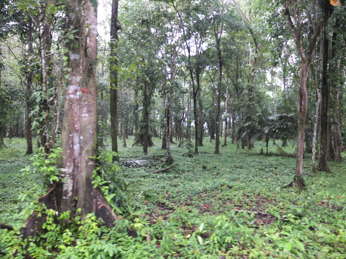 รูปถ่าย คอสตาริกา(Costa Rica) ปวยร์โตเบียโฆเดตาลามังกา(Puerto Viejo de Talamanca) 2015-03 36