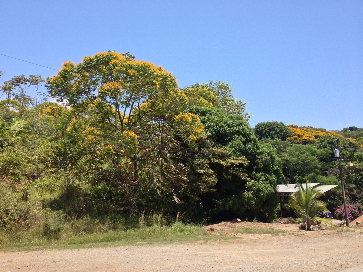 รูปถ่าย คอสตาริกา(Costa Rica) ฝั่งมหาสมุทรแปซิฟิก(Pacific Border) 2015-03 11