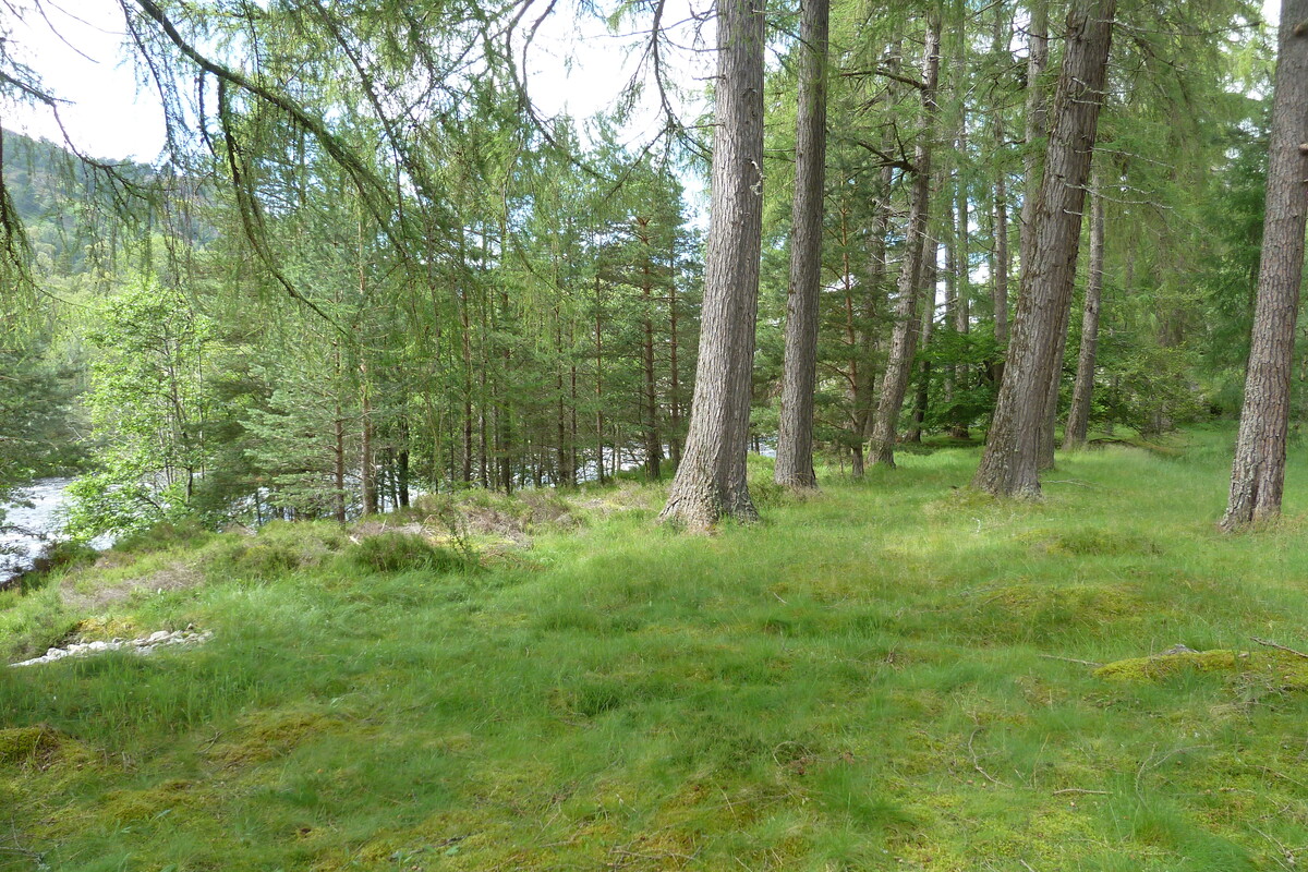 รูปถ่าย อังกฤษ(United Kingdom) สกอตแลนด์(Scotland) อุทยานแห่งชาติแคร์นกอร์มส์(Cairngorms National Park) สะพานอินเวอร์คอลด์(Invercauld Bridge) 2011-07 8
