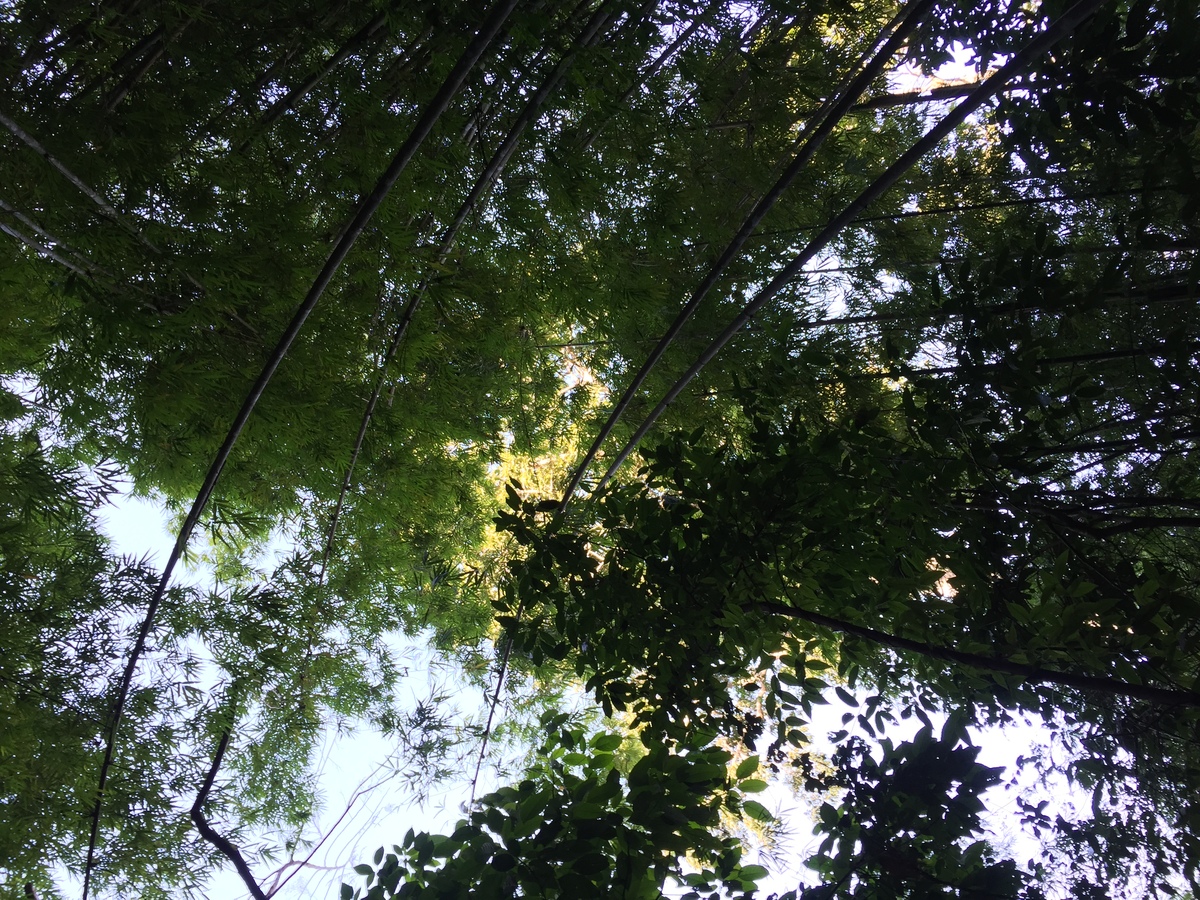 รูปถ่าย ไทย(Thailand) อุทยานแห่งชาติภูหินร่องกล้า(Phu Hin Rong Kla National Park) 2014-12 160