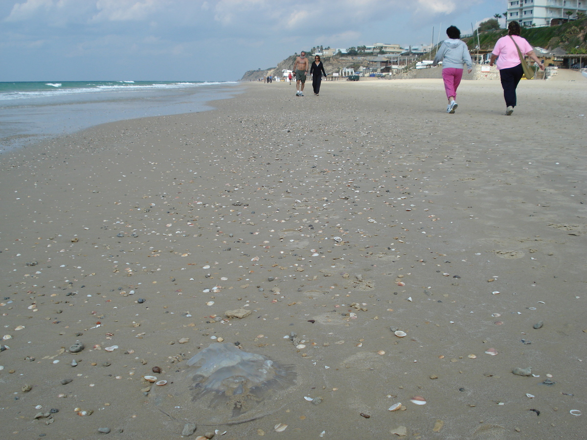 รูปถ่าย อิสราเอล(Israel) เฮิร์สลียา(Herzliya) 2006-12 89