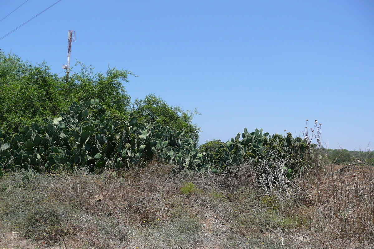 รูปถ่าย อิสราเอล(Israel) นิทซาน(Nitzan) 2007-06 48