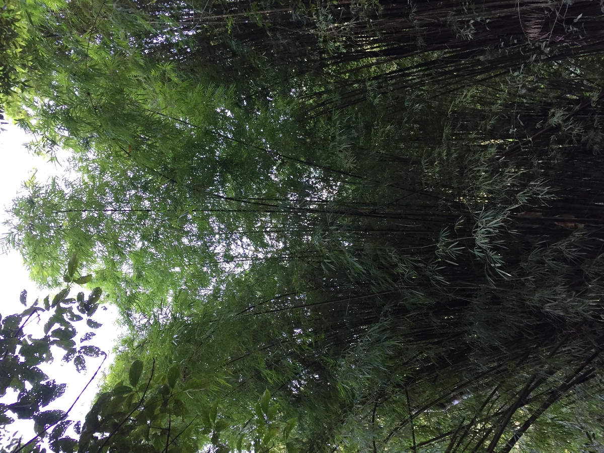 รูปถ่าย ไทย(Thailand) อุทยานแห่งชาติภูหินร่องกล้า(Phu Hin Rong Kla National Park) 2014-12 115